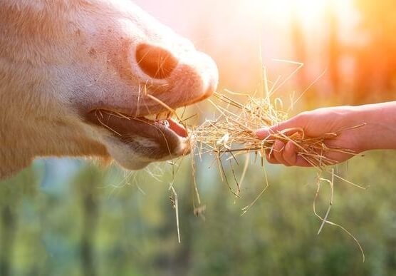 Appétence du foin purifié avec Haygain