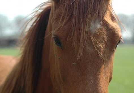 Equissage Pulse et stress du cheval