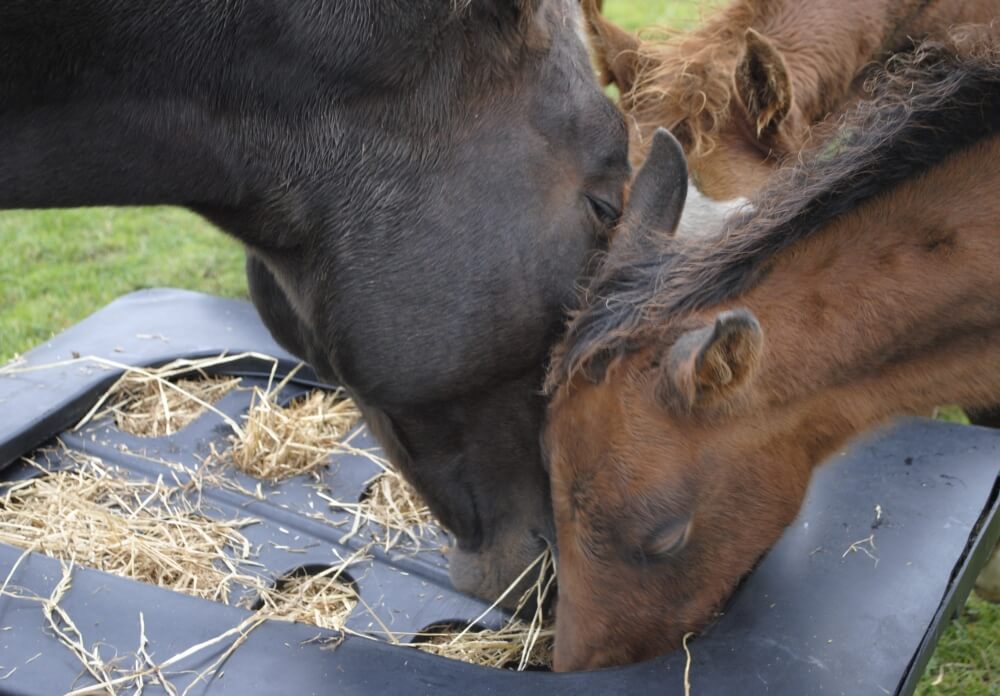 Le râtelier Hay-Saver, pour quel cheval ?