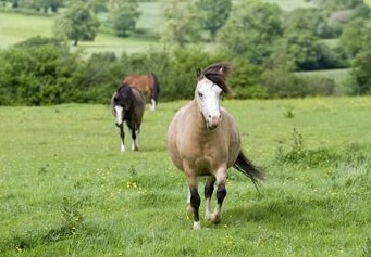 Obésité chez le cheval