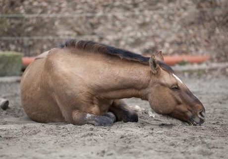 Les coliques chez les chevaux