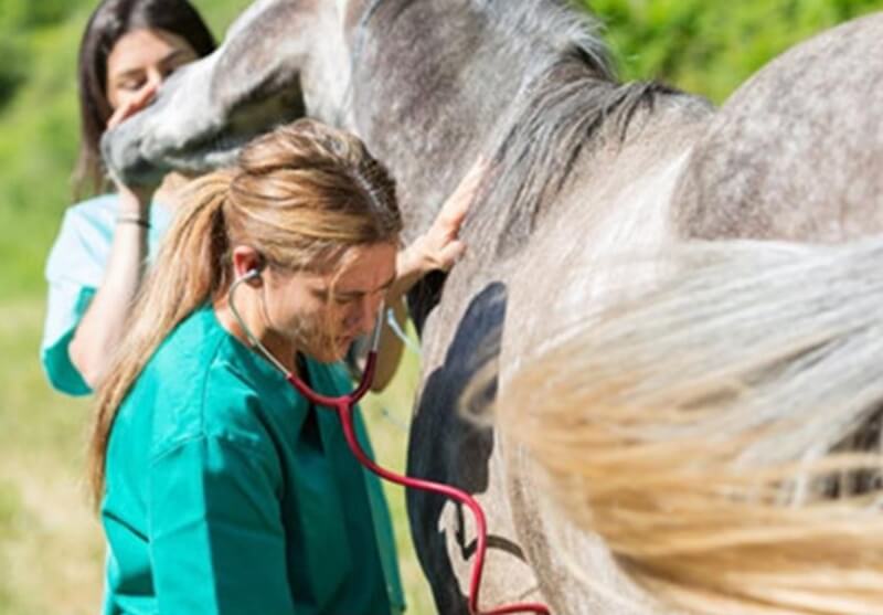 Pourquoi mon cheval tousse ?