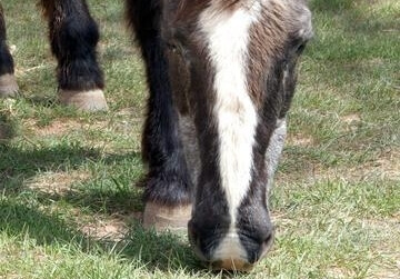 Les chevaux vivent plus...