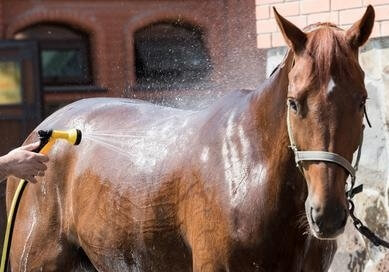 Comment gérer son cheval lors de fortes chaleurs?