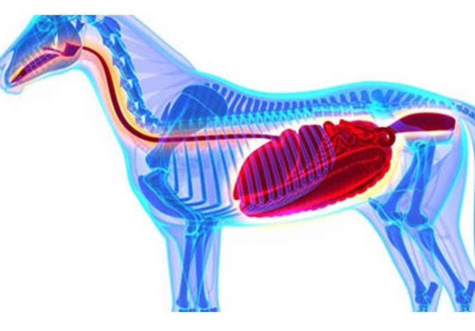 Fonctionnement du système digestif chez le cheval