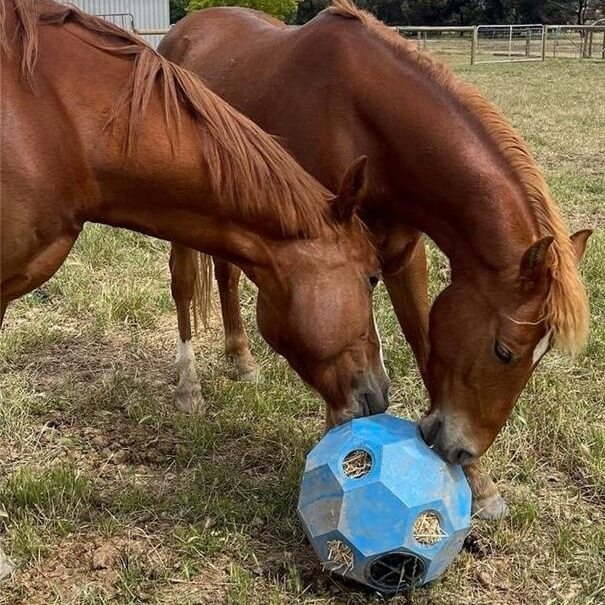 Photo produit balle à foin pour paddock cheval