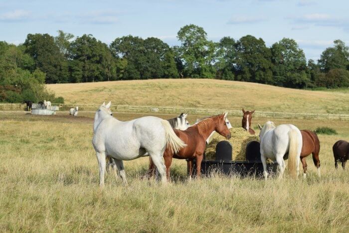 Photo produit Râtelier paddock prairie cheval